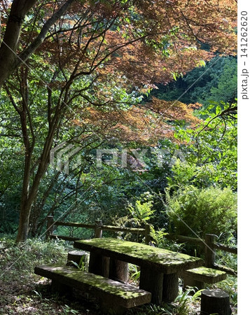 木漏れ日と苔むした石のベンチに広がるイロハモミジの風景 木漏れ日と苔むした石のベンチに広がるイロハモミジの風景 141262620