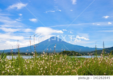 ガウラの花と河口湖越しに見える夏の富士山 ガウラの花と河口湖越しに見える夏の富士山 141262645