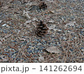 地面に落ちた松ぼっくり 141262694