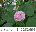 ピンク色のボタンクサギの花 141262696