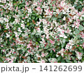 斑入りのハツユキカズラの葉の背景 141262699