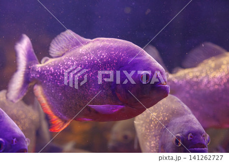 underwater photography of fish Pygocentrus nattereri underwater photography of fish Pygocentrus nattereri 141262727