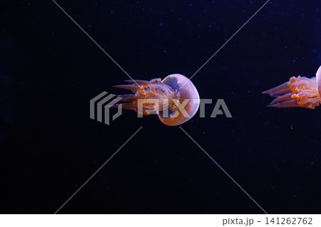 underwater photography of beautiful flame jellyfish rhopilema esculentum underwater photography of beautiful flame jellyfish rhopilema esculentum 141262762