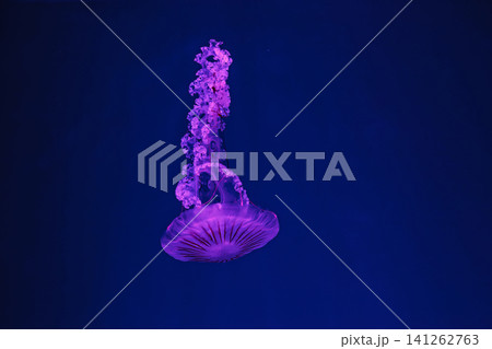 underwater shooting of beautiful Chrysaora hysoscella underwater shooting of beautiful Chrysaora hysoscella 141262763