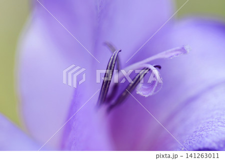 淡い紫のグラジオラス 花蕊 花弁のクローズアップ写真 淡い紫のグラジオラス 花蕊 花弁のクローズアップ写真 141263011