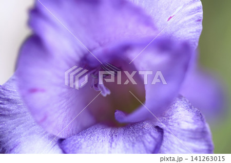 淡い紫のグラジオラス 花蕊 花弁のクローズアップ写真 141263015