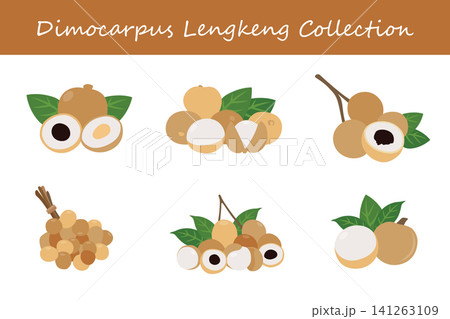 dimocarpus lengkeng collection. dimocarpus lengkeng in different poses dimocarpus lengkeng collection. dimocarpus lengkeng in different poses 141263109