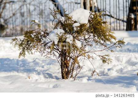 twigs twigs in the snow 141263405