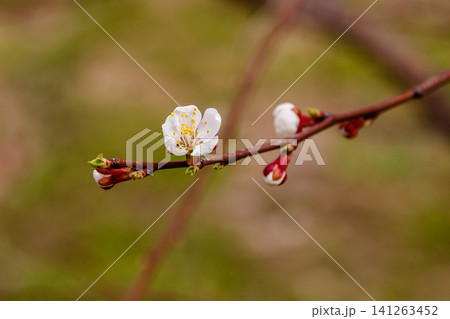 beautifully flowering cherry branches on which the bees sit beautifully flowering cherry branches on which the bees sit 141263452