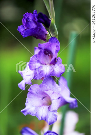 薄紫から紫色のグラデーションが美しいグラジオラスの花 141263776