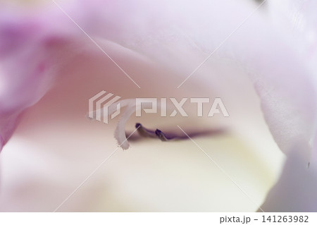 淡いピンク色のグラジオラス 花蕊 花弁のソフトフォーカス クローズアップ写真 淡いピンク色のグラジオラス 花蕊 花弁のソフトフォーカス クローズアップ写真 141263982