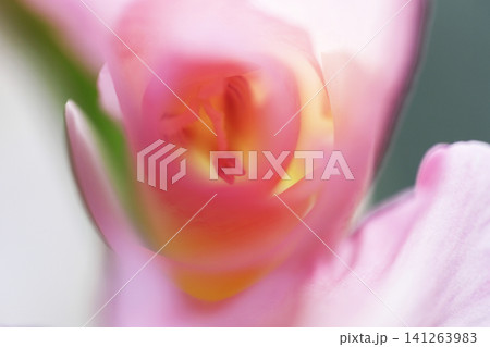淡いピンク色のグラジオラス 花蕊 花弁のソフトフォーカス クローズアップ写真 淡いピンク色のグラジオラス 花蕊 花弁のソフトフォーカス クローズアップ写真 141263983