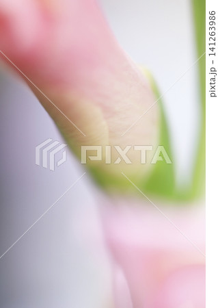 淡いピンク色のグラジオラス 花弁 額のソフトフォーカス クローズアップ写真 淡いピンク色のグラジオラス 花弁 額のソフトフォーカス クローズアップ写真 141263986