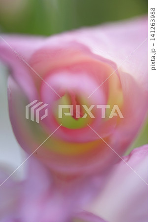 淡いピンク色のグラジオラス 花蕊 花弁のソフトフォーカス クローズアップ写真 淡いピンク色のグラジオラス 花蕊 花弁のソフトフォーカス クローズアップ写真 141263988