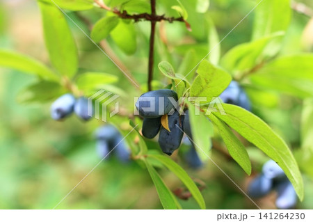 Branch with ripe and sweet Honeybee berries (Lonicera kamtschatica). Branch with ripe and sweet Honeybee berries (Lonicera kamtschatica). 141264230