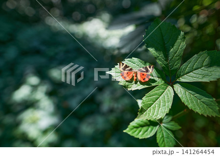 Colorful butterfly on green leaf with copyspace 141264454