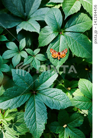 Beautiful butterfly on green foliage Beautiful butterfly on green foliage 141264456