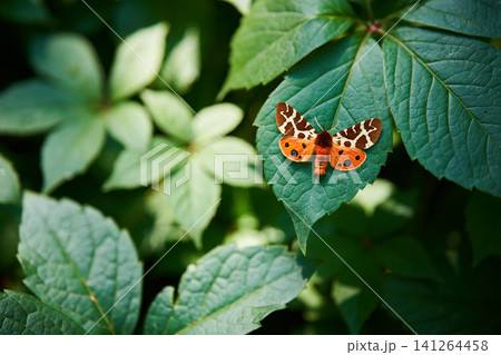 Colorful butterfly resting on green foliage close up Colorful butterfly resting on green foliage close up 141264458