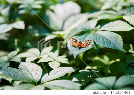 Garden tiger moth on green leaf close up Garden tiger moth on green leaf close up 141264461