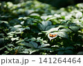 Butterfly on green forest foliage 141264464