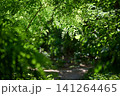 Vibrant green leaves hanging in a sunny forest 141264465