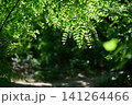 Vibrant green leaves hanging in a sunny forest 141264466