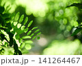 Green leaves in forest with copy space 141264467
