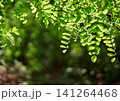 Green leaves in forest with copy space 141264468