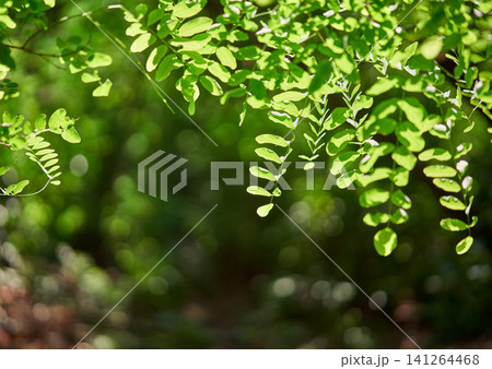 Green leaves in forest with copy space Green leaves in forest with copy space 141264468
