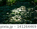 Sunlight filtering through lush green forest foliage 141264469