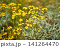 Vibrant yellow wildflowers blooming in sunny meadow field 141264470