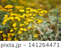 Vibrant yellow wildflowers blooming in sunny meadow field 141264471