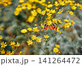 Colorful butterfly on yellow summer wildflowers 141264472