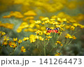 Colorful butterfly on yellow summer wildflowers 141264473