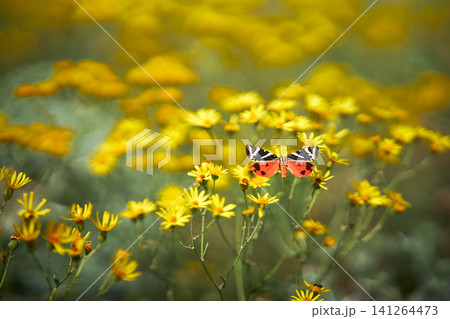 Colorful butterfly on yellow summer wildflowers 141264473