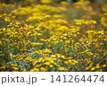 Vibrant yellow wildflowers blooming in sunny meadow field 141264474