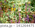 Beautiful yellow butterfly on purple sage flowers 141264475