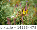 Beautiful yellow butterfly on purple sage flowers 141264478
