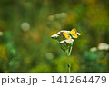 Beautiful yellow butterfly resting on white wildflower blossom 141264479