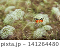 Vibrant butterfly resting on white wildflower blossom 141264480
