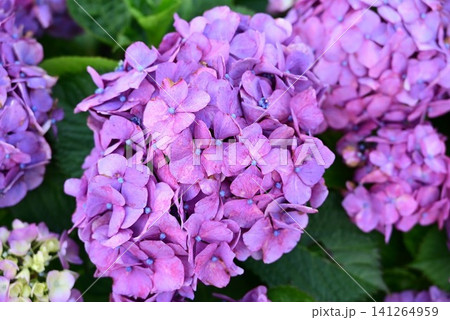 梅雨に咲く紫陽花 形原温泉あじさいの里 梅雨に咲く紫陽花 形原温泉あじさいの里 141264959