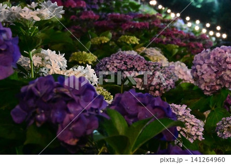 カラフルな紫陽花 形原温泉あじさいの里 カラフルな紫陽花 形原温泉あじさいの里 141264960