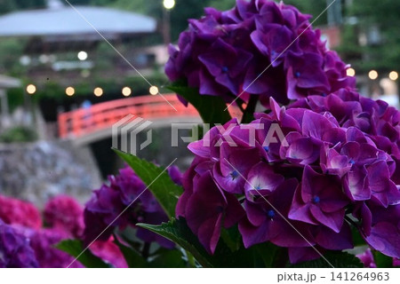 紫陽花 形原温泉あじさいの里 紫陽花 形原温泉あじさいの里 141264963