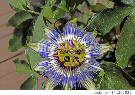 Blue Passion Flower Close Up Macro 141265025