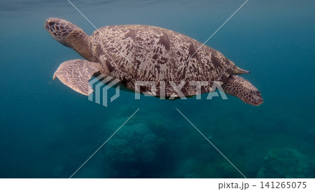 A green sea turtle (Chelonia mydas) displaying white intricate shell patterns as it swims in hazy blue water. Dauin, Philippines A green sea turtle (Chelonia mydas) displaying white intricate shell patterns as it swims in hazy blue water. Dauin, Philippines 141265075