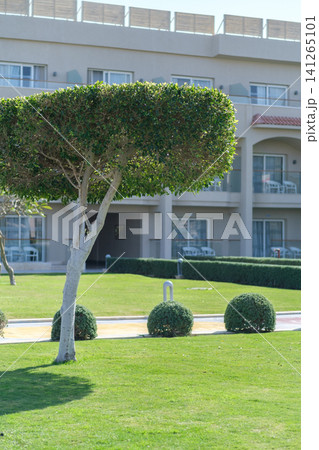 Ornamental tree with a rounded top stands in a landscaped garden featuring manicured grass and a modern building with balconies behind it Ornamental tree with a rounded top stands in a landscaped garden featuring manicured grass and a modern building with balconies behind it 141265101