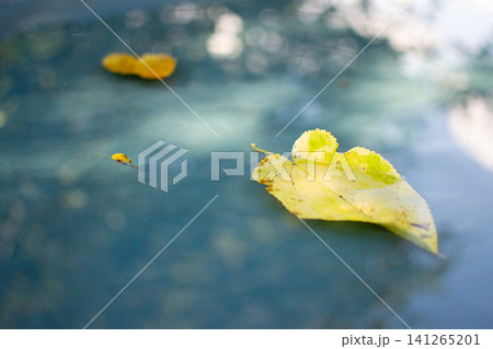 Yellow autumn leaves floating on a water surface with sky reflection. Fall season background for weather, nature and environmental concepts Yellow autumn leaves floating on a water surface with sky reflection. Fall season background for weather, nature and environmental concepts 141265201