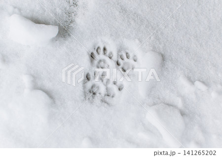 Cat paw prints in fresh snow. Wildlife tracking concept for winter wilderness, survival, and outdoor exploration. Cat paw prints in fresh snow. Wildlife tracking concept for winter wilderness, survival, and outdoor exploration. 141265202