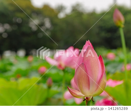 蓮の花と蕾のある風景 蓮の花と蕾のある風景 141265289