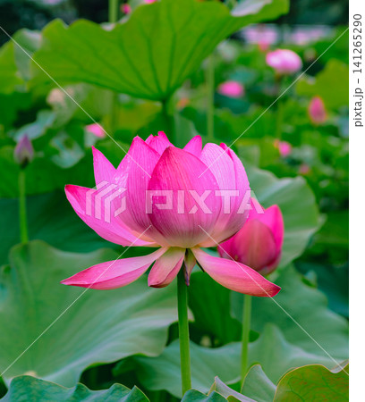 美しい蓮の花 美しい蓮の花 141265290
